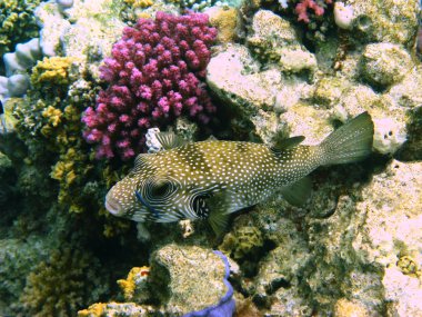 White-spotted puffer and coral clipart