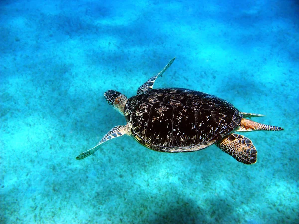 Sea turtle in Red sea — Stock Photo, Image