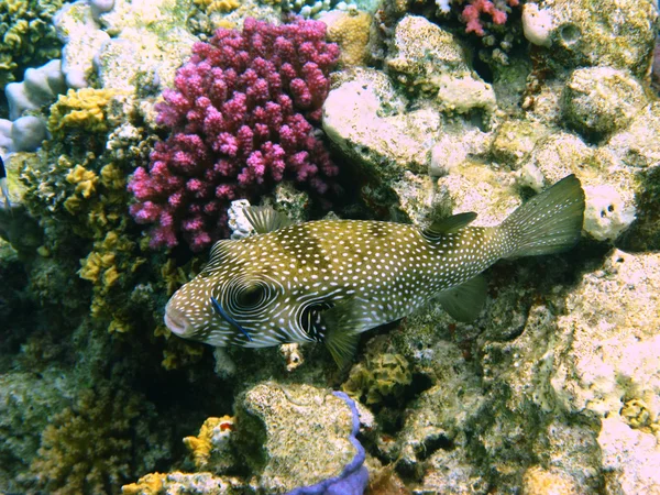 White-spotted puffer and coral — Stock Photo, Image