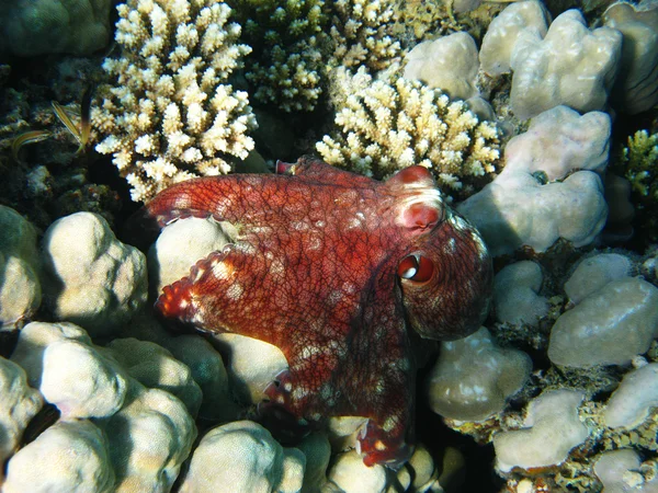 Коралловый риф и осьминог — стоковое фото