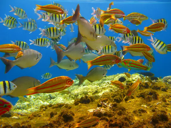 Tropikal balıklar ve mercan resifi — Stok fotoğraf