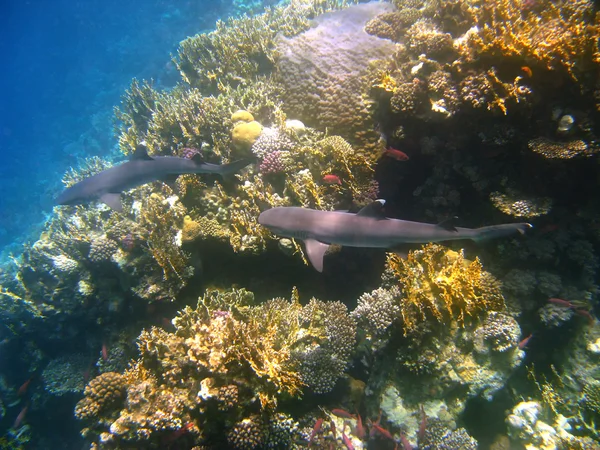Weißspitzenriffhaie und Korallenriffe — Stockfoto