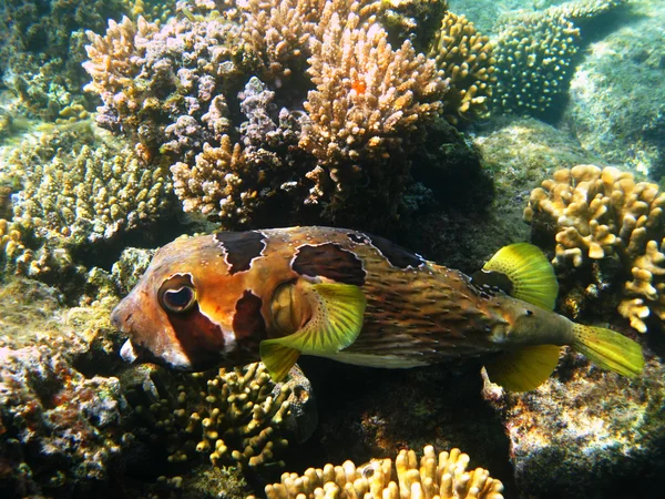Svart-Bruntabby porcupinefish och reef — Stockfoto