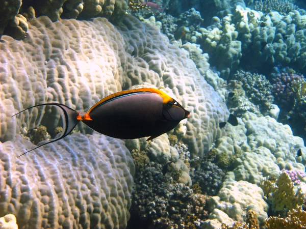 Orangespine unicornfish와 산호 암초 — 스톡 사진