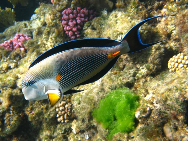 Marcel surgeonfish v Rudém moři — Stock fotografie