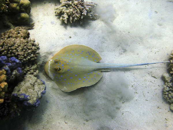 Stingray ve mercan resifi — Stok fotoğraf
