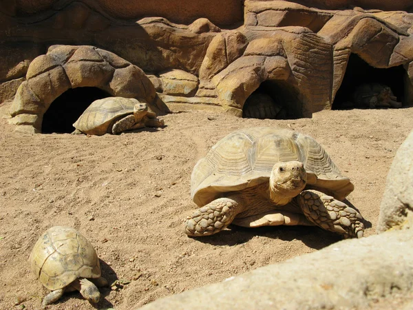Schildkröten und Wüste — Stockfoto