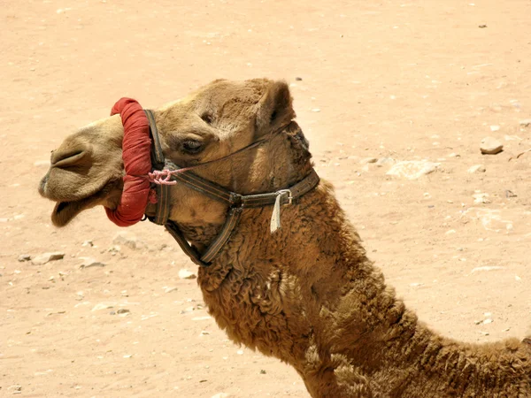 Ritratto profilo cammello — Foto Stock