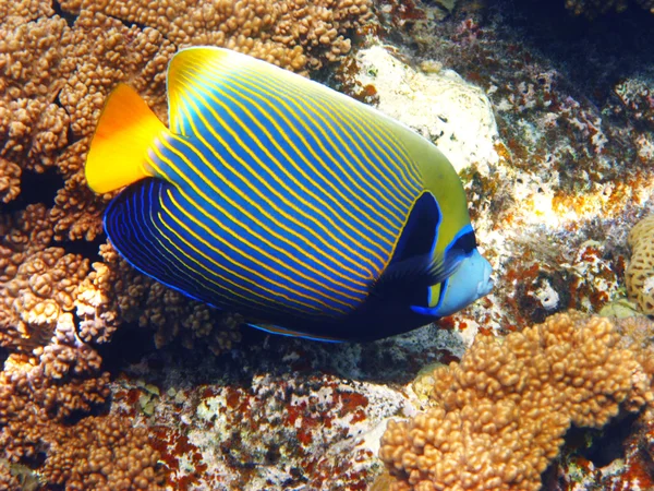 Empereur Angelfish et corail — Photo