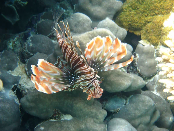 빨간 lionfish 로열티 프리 스톡 사진