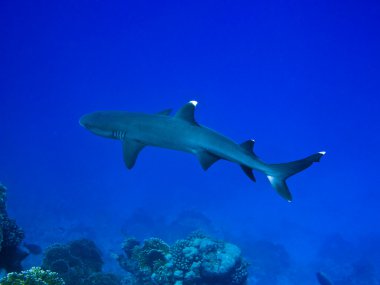 Reef shark clipart