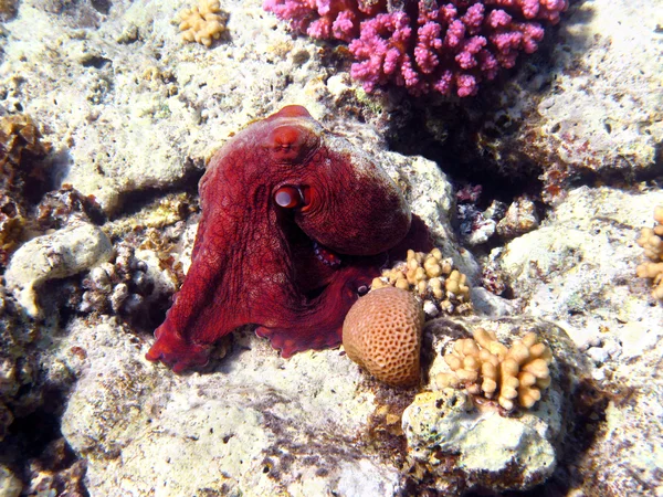 Octopus and coral reef in Red sea — Stock Photo, Image