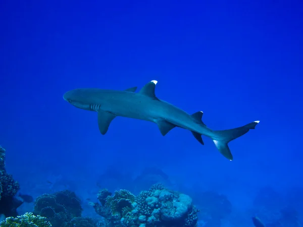 サンゴ礁のサメ — ストック写真