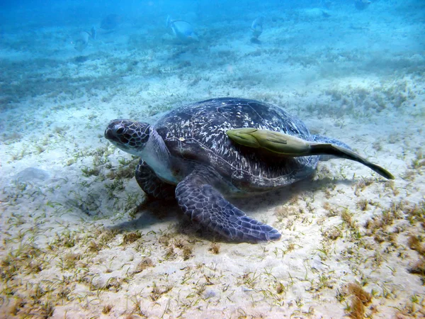Mořská želva a štítonoši — Stock fotografie