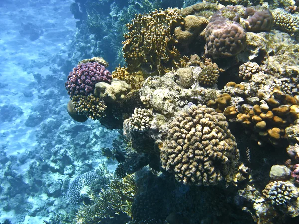 Rafa koralowa w Morzu Czerwonym, Szarm el Szejk — Zdjęcie stockowe