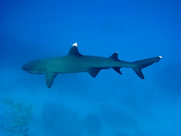 Tiburón de arrecife blanco — Foto de Stock