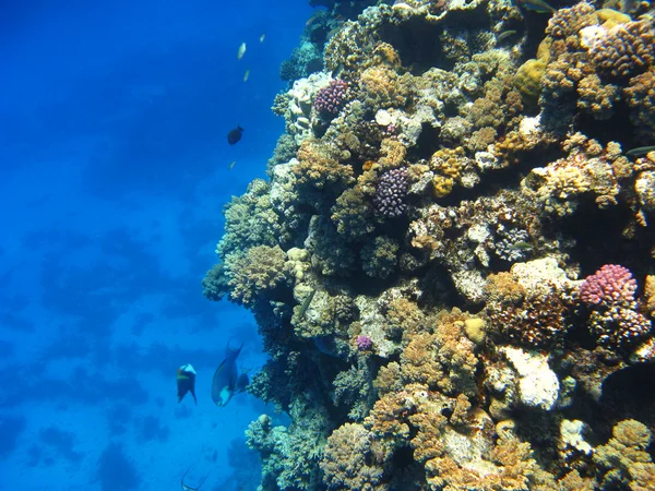 Mercan kayalığı Kızıldeniz, marsa alam içinde — Stok fotoğraf