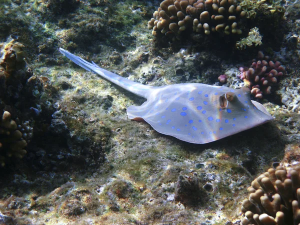 Синепятнистый скат и риф — стоковое фото