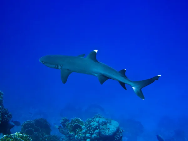 Tubarão-recife — Fotografia de Stock