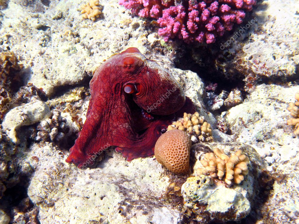 Octopus and coral reef in Red sea