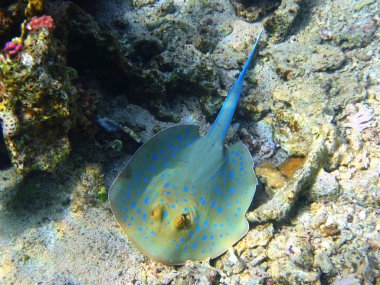 Blue-spotted stingray in Red sea clipart