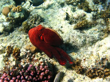 Coral reef and octopus in Red sea