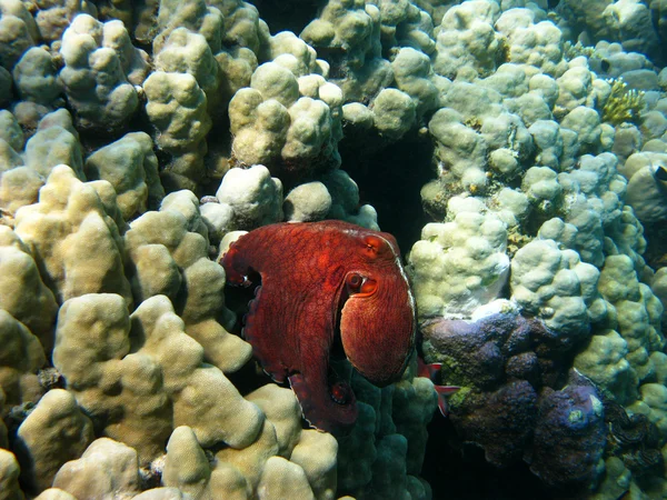Восьминоги і риф — стокове фото