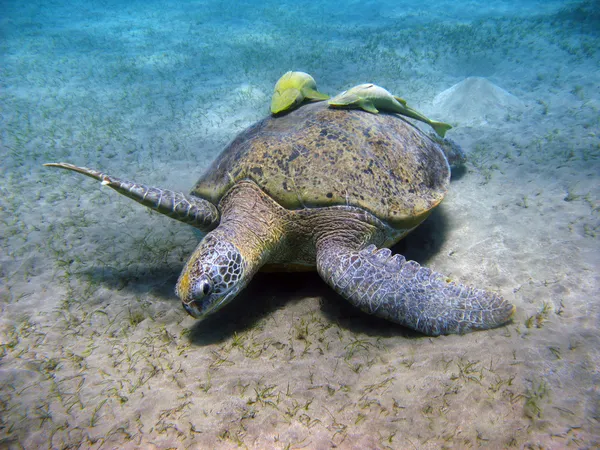 Zeeschildpad en suckerfishes in de rode zee — Stockfoto