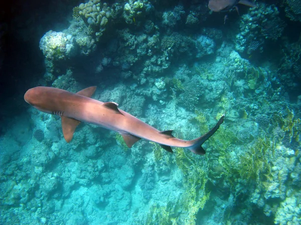 Tiburón blanco en el Mar Rojo — Foto de Stock