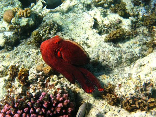 Coral reef and octopus in Red sea — Stock Photo, Image