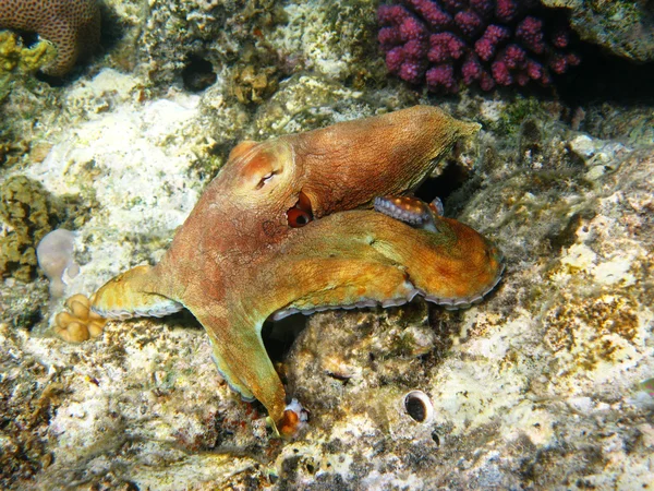 Koralen en octopus — Stockfoto