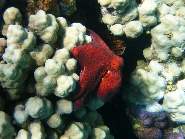 タコとサンゴ礁 — ストック写真