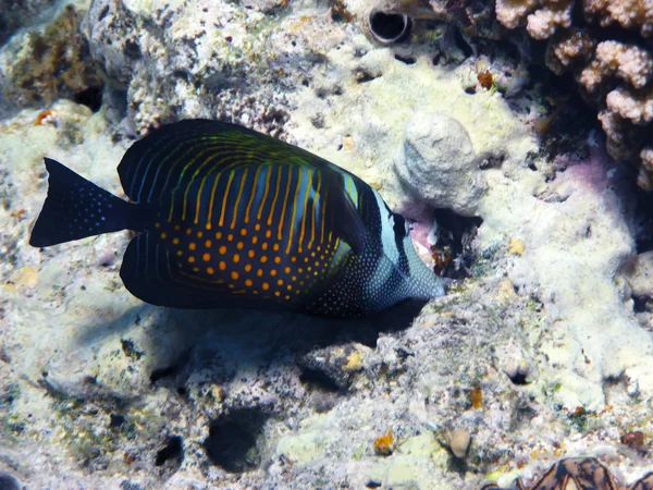 Red Sea sailfin tang — Stock Photo, Image