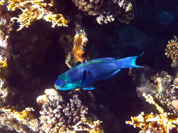 Peixe-papagaio enferrujado e recife de coral — Fotografia de Stock