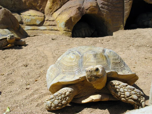 Turtle and desert — Stock Photo, Image