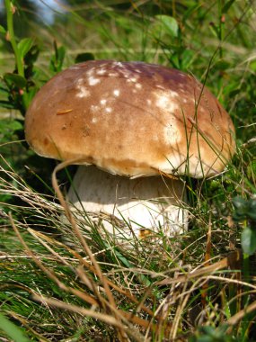 Boletus çim