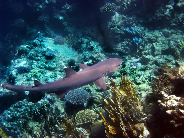 在红海中礁鲨 — 图库照片