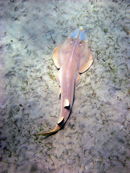 Beaked guitarfish, Abu Dabab — Stock Photo, Image