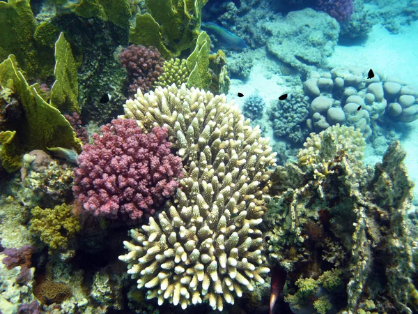 Corales — Foto de Stock