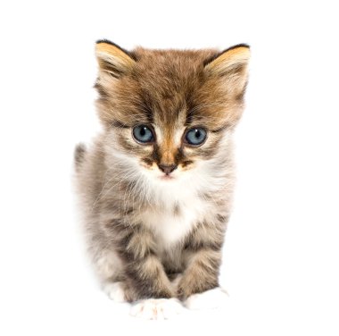 Funny kitten clipart