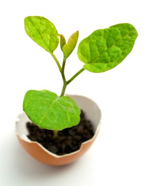 Plant in egg clipart