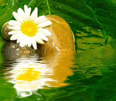 Taşların üzerindeki çiçekler