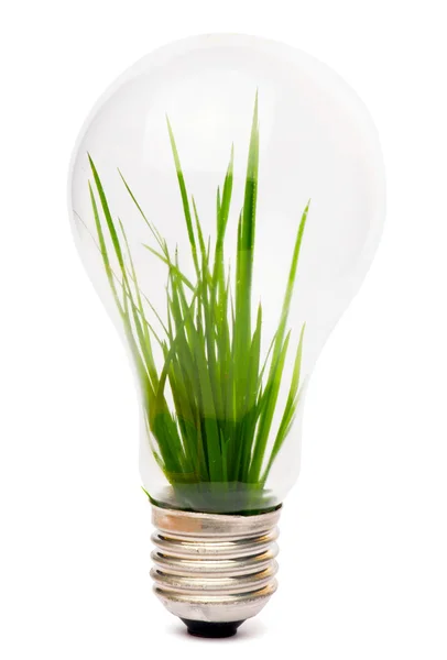 Lightbulb with plant growing inside — Stock Photo, Image