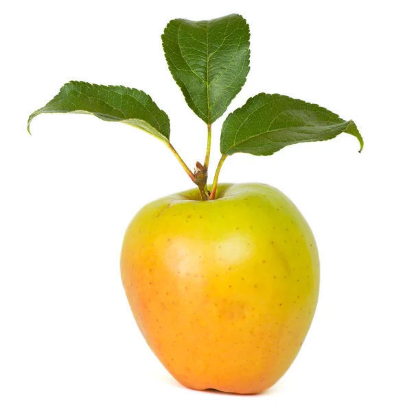 Manzana fresca madura — Foto de Stock