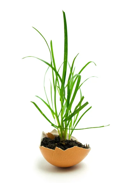 Plant in ei — Stockfoto