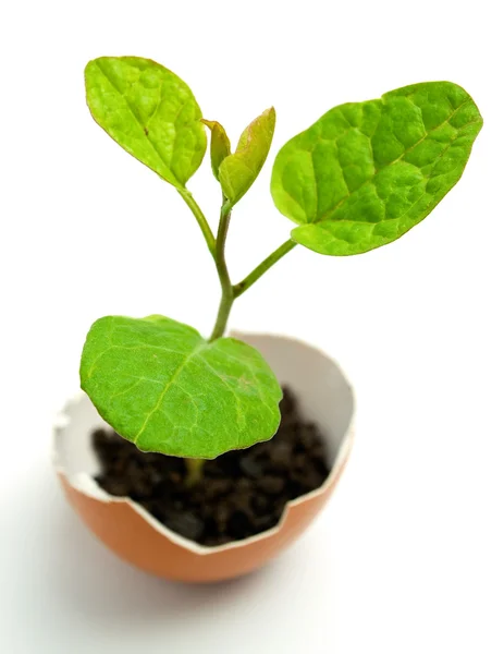 Plant in egg — Stock Photo, Image