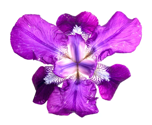 Iris vlag — Stockfoto