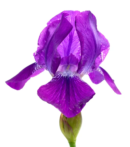 Iris vlag — Stockfoto