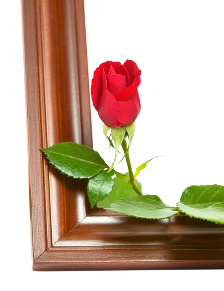 帧上的玫瑰 — 图库照片