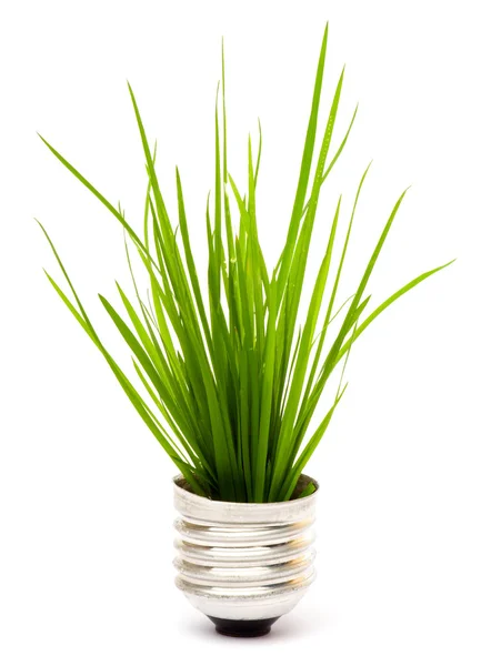 Gloeilamp met plant die binnenin groeit — Stockfoto